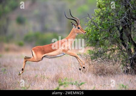 Black Heeler Antilope, (Aepyceros melampus), Erwachsene, männlich, springend, Sabi Sand Game Reserve, Kruger National Park, Kruger National Park, Südafrika Stockfoto