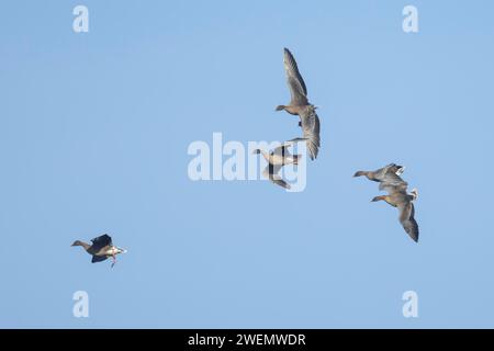 Rosafarbene Gänse (Anser brachyrhynchus) vier ausgewachsene Gänse auf dem Flug an Land, Norfolk, England, Vereinigtes Königreich Stockfoto