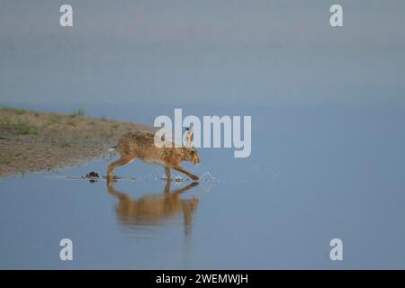 Braunhase (Lepus europaeus), erwachsenes Tier, das über das Flachwasser einer Lagune läuft, Lincolnshire, England, Vereinigtes Königreich Stockfoto