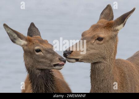 Rotwild (Cervus elaphus) erwachsene weibliche Mutterkuh und junges Baby-Rehkitz interagieren zusammen, Surrey, England, Vereinigtes Königreich Stockfoto