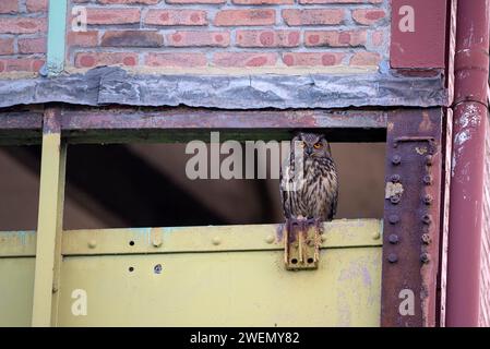 Eurasischer Uhu (Bubo bubo), männlicher Erwachsener, Zeche Ewald, Herten, Ruhrgebiet, Nordrhein-Westfalen, Deutschland Stockfoto