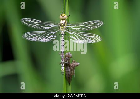 Südhawker (Aeshna cyanea), frisch geschlüpft, mit Larvenhaut, Oberhausen, Ruhrgebiet, Nordrhein-Westfalen, Deutschland Stockfoto