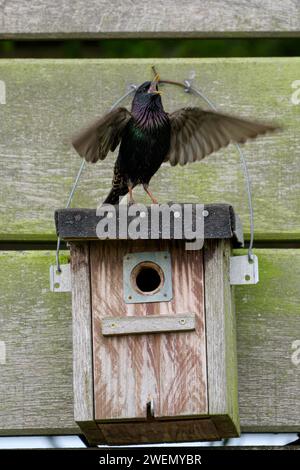 Sturnus vulgaris, singender, sich paarender Erwachsener Vogel, auf einem Nistkasten, während der Brutsaison, Nettetal, Nordrhein-Westfalen Stockfoto