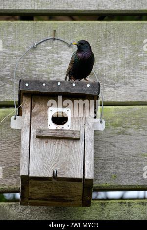 Sturnus vulgaris, ausgewachsener Vogel auf einem Nistkasten, während der Brutsaison, Nettetal, Nordrhein-Westfalen, Deutschland Stockfoto