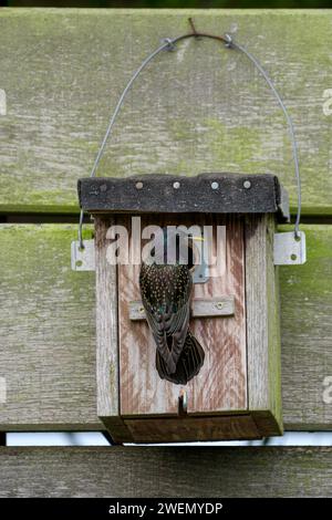 Sturnus vulgaris, ausgewachsener Vogel an einer Nistbox, während der Brutsaison, Nettetal, Nordrhein-Westfalen, Deutschland Stockfoto