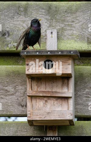 Sturnus vulgaris, singender, sich paarender Erwachsener Vogel, auf einem Nistkasten, während der Brutsaison, Nettetal, Nordrhein-Westfalen Stockfoto