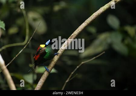 Wilsons Paradiesvogel (Diphyllodes respublica), endemisch in den Regenwäldern von Waigeo Island, Neuguinea Stockfoto