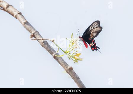 Papilio memnon, der große Mormon, ist ein großer Schmetterling aus Südasien, der zur Familie der Schwalbenschwänze gehört, die im Dschungel von fotografiert wurde Stockfoto