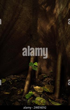 Regenwald, Bäume, Tangkoko Nationalpark Sulawesi Indonesien Stockfoto