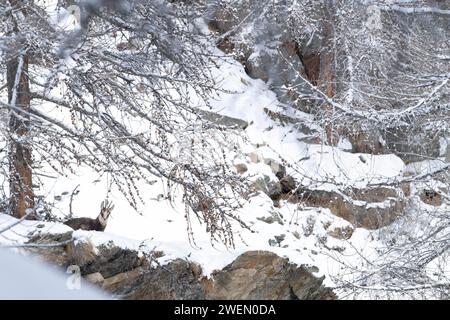 Sehen Sie Gämse (Rupicapra rupicapra) in seiner Umgebung, Gran Paradiso Nationalpark Italien Stockfoto