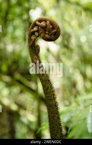 Farn im Dschungel. Tangkoko Nationalpark Sulawesi indonesien Stockfoto