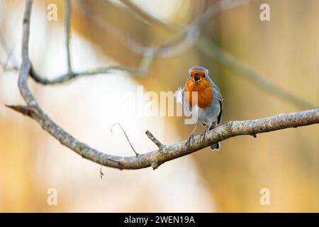 Kidderminster, Großbritannien. Januar 2024. Wetter in Großbritannien: Singender robin-Vogel in der frühen Morgensonne, die das Land heute bädet. Quelle: Lee Hudson/Alamy Live News Stockfoto