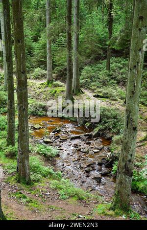 Plätschernder Bach in den belgischen Ardennen Stockfoto