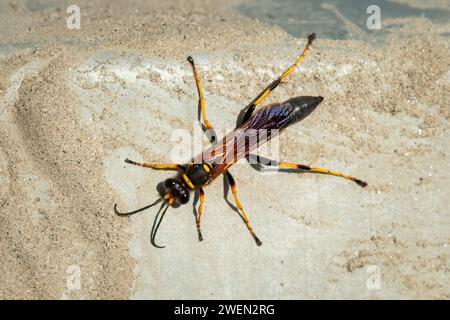 Nahaufnahme einer großen Schlammwespe (Sceliphron caementarium), sonniger Tag im Sommer Stockfoto