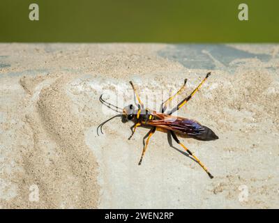 Nahaufnahme einer großen Schlammwespe (Sceliphron caementarium), sonniger Tag im Sommer Stockfoto