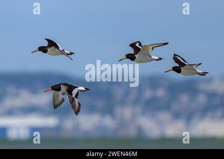 Eine Gruppe eurasischer Austernfischer, die an einem sonnigen Tag in Nordfrankreich über den Strand fliegen Stockfoto