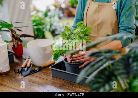 Nahaufnahme einer nicht erkennbaren Gärtnerin mit Schürze, die Topfpflanzen im Blumenladen pflanzt. Professionelle Gärtner arbeiten mit Stockfoto