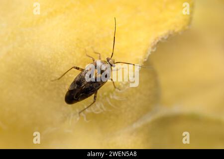 Europäische angetrübte Pflanzenkäfer - Lygus rugulipennis Stockfoto