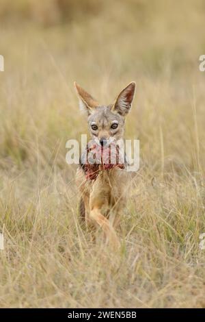 Schwarzschakal (Lupulella mesomelas). Essen stehlen. Jackal im natürlichen Lebensraum Savannah Kenia. Stockfoto