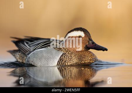 Der Riesenvogel (Spatula querquedula) im ersten Licht, Goldenstunde. Männliche Kareganey in natürlicher Umgebung an einem kleinen See im Frühjahr. Stockfoto