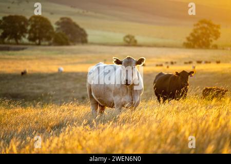 Hengst Wagyu-Kühe und Bullen auf einem nachhaltigen Ackerfeld im Sommer. Fette Kuh auf dem Feld. Kuhmutter mit Baby Stockfoto