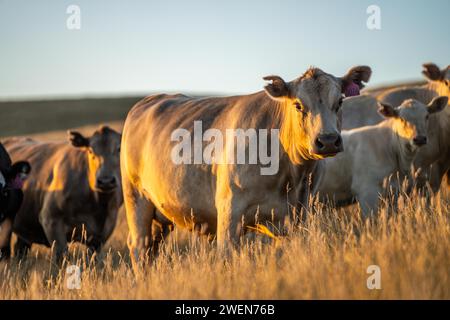 Hengst Wagyu-Kühe und Bullen auf einem nachhaltigen Ackerfeld im Sommer. Fette Kuh auf dem Feld. Kuhmutter mit Baby Stockfoto