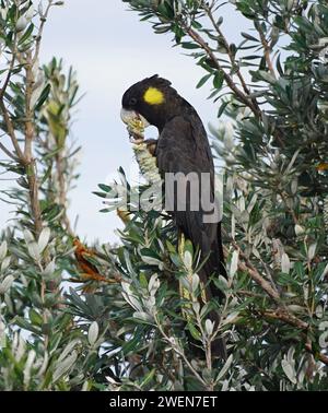 Gelber schwarzer Kakadu, der auf einem Banksia-Baum sitzt und eine Samenkapsel isst. Stockfoto