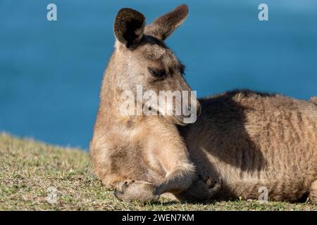 Känguru mit überkreuzten Pfoten, liegen, sonnen sich in der Sonne auf einer grasbewachsenen Landzunge mit Blick auf das Meer mit einem blauen Himmel im Hintergrund. Stockfoto