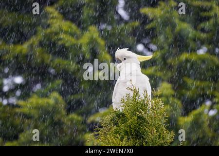 Gelber schwarzer Kakadu, der auf einem Banksia-Baum sitzt und eine Samenkapsel isst. Stockfoto