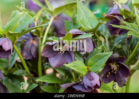 Helleborus orientalis Pretty Ellen Purple blüht im Frühling Stockfoto