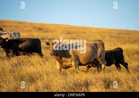 Hengst Wagyu-Kühe und Bullen auf einem nachhaltigen Ackerfeld im Sommer. Fette Kuh auf dem Feld. Kuhmutter mit Baby Stockfoto