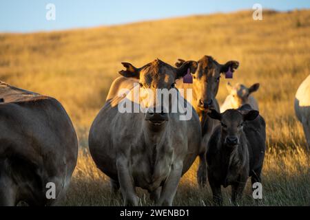 Hengst Wagyu-Kühe und Bullen auf einem nachhaltigen Ackerfeld im Sommer. Fette Kuh auf dem Feld. Kuhmutter mit Baby Stockfoto