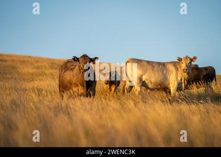 Hengst Wagyu-Kühe und Bullen auf einem nachhaltigen Ackerfeld im Sommer. Fette Kuh auf dem Feld. Kuhmutter mit Baby Stockfoto