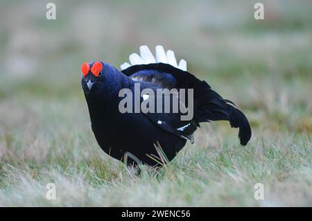 Birkhühner Tetrao tetrix, männlich in vollem Zuchtgefieder, Mai. Stockfoto