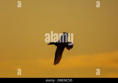 Stocktier Anas platyrhynchos, männlich, kommt in der Abenddämmerung im November an Land. Stockfoto