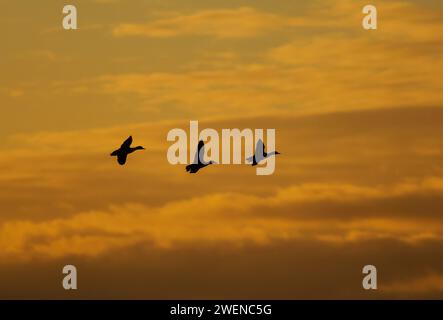 Stocktier Anas platyrhynchos, Gruppe im Flug in der Abenddämmerung, November. Stockfoto