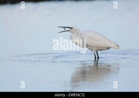 Kleiner Reiher Egretta Garzetta, mit frisch gefangenem Stickleback Fisch, im November im flachen Pool. Stockfoto