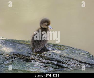 Getuftete Ente Aythya fuligula, Entlein steht auf einem Teil untergetauchten Baum, Juli. Stockfoto