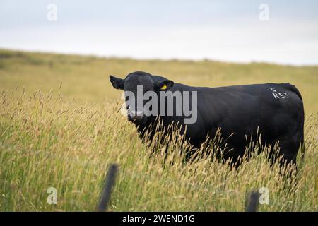 Hengst Wagyu-Kühe und Bullen auf einem nachhaltigen Ackerfeld im Sommer. Fette Kuh auf dem Feld. Kuhmutter mit Baby Stockfoto