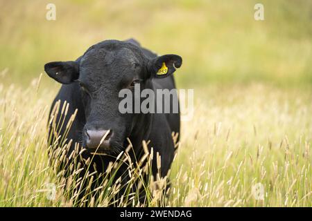 Hengst Wagyu-Kühe und Bullen auf einem nachhaltigen Ackerfeld im Sommer. Fette Kuh auf dem Feld. Kuhmutter mit Baby Stockfoto