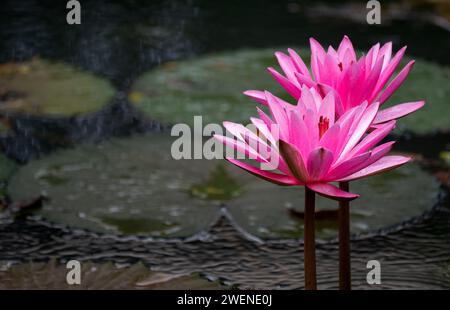 Rosa Seerose im Teich Stockfoto