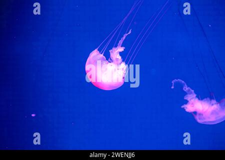 Neon und fluoreszierende medusa. Helle Quallen auf blauem Wasserhintergrund. Unterwasserleben. aquarium Meeresgelee wirbeln. Wirbeln im Wasser. aqua Nature Stockfoto