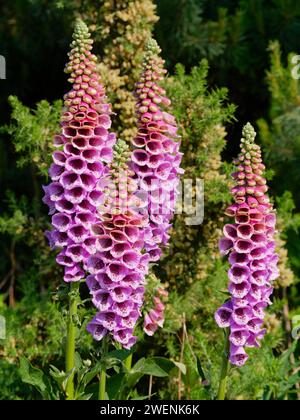 Foxhandschuhblumen im Folly Tower Forest in Faringdon, Oxfordshire, England - digitalis purpurea - toxische Pflanze in der Behandlungsmedizin Stockfoto