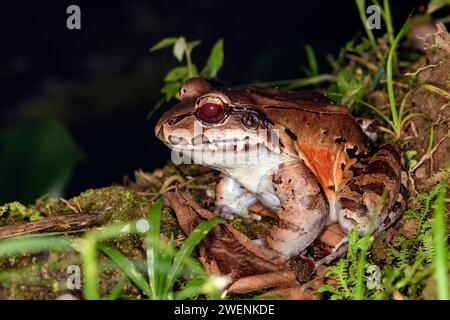 Wilds dünnzeheniger Frosch (Leptodactylus savagei) aus dem Nationalpark iedras Blancas, Costa Rica. Stockfoto