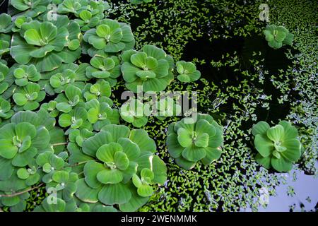 Wasserkohl, Wassersalat, Nilkohl, Muschelblume Stockfoto