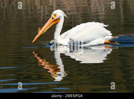 American White Pelican (Pelecanus erythrorhynchos), Rocky Ford Brutplatz Wasser Zugang Ort, Washington Stockfoto