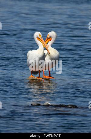 American White Pelican (Pelecanus erythrorhynchos), Rocky Ford Brutplatz Wasser Zugang Ort, Washington Stockfoto