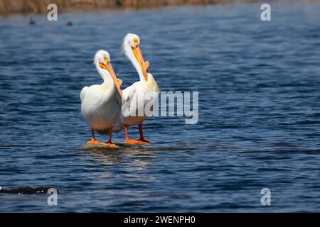 American White Pelican (Pelecanus erythrorhynchos), Rocky Ford Brutplatz Wasser Zugang Ort, Washington Stockfoto