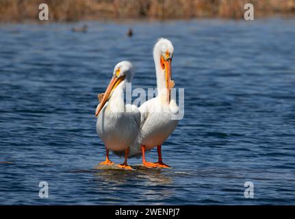 American White Pelican (Pelecanus erythrorhynchos), Rocky Ford Brutplatz Wasser Zugang Ort, Washington Stockfoto