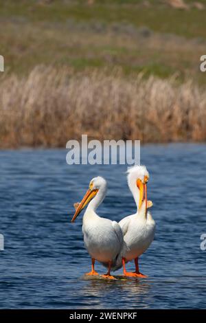 American White Pelican (Pelecanus erythrorhynchos), Rocky Ford Brutplatz Wasser Zugang Ort, Washington Stockfoto